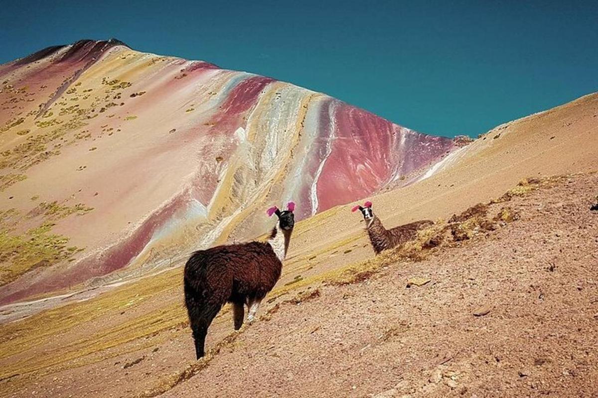 two ostriches standing on the side of a mountain
