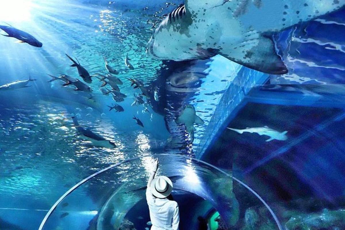 a man looking at a shark in an aquarium