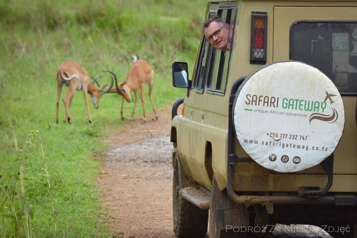 moški gleda skozi okno safari vozila z jeleni v ozadju