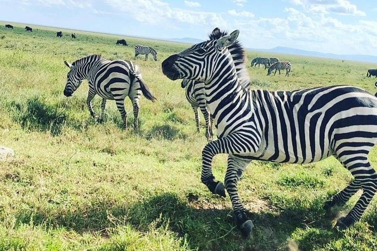zebras, stovintis lauke su kitais zebrais