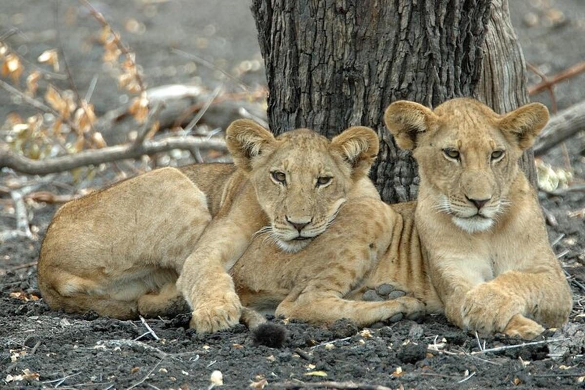 two baby lions laying next to a tree