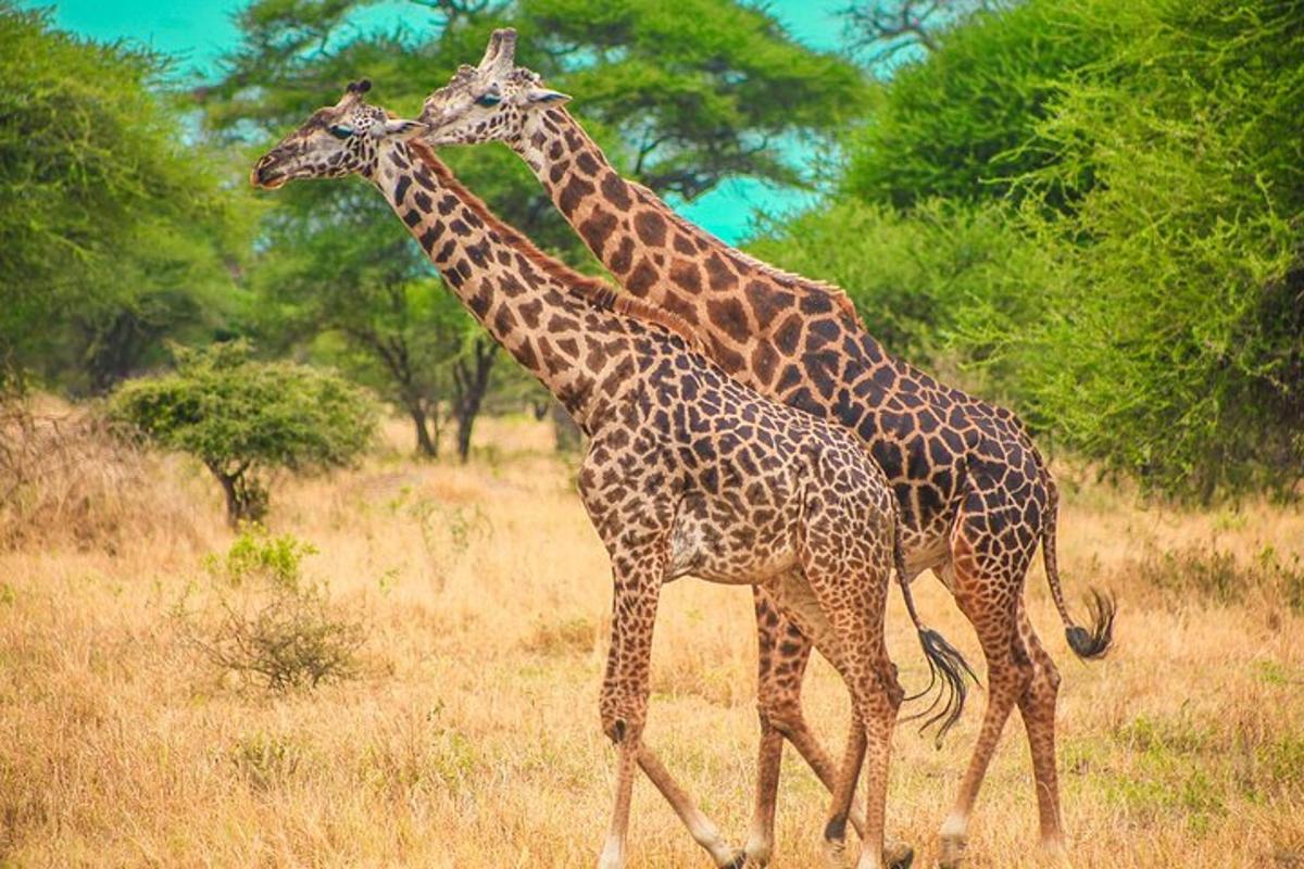 to giraffer går sammen i en mark