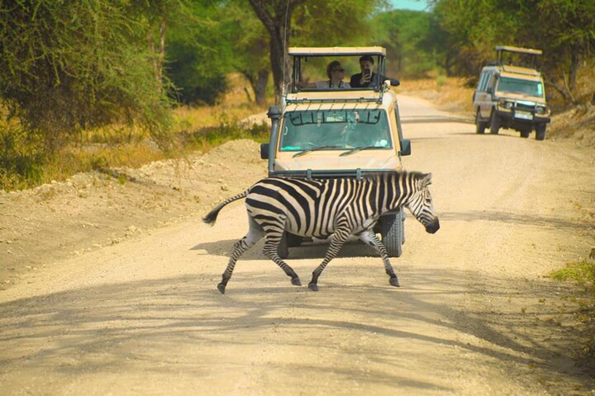 zebra přecházející silnici před vozidlem