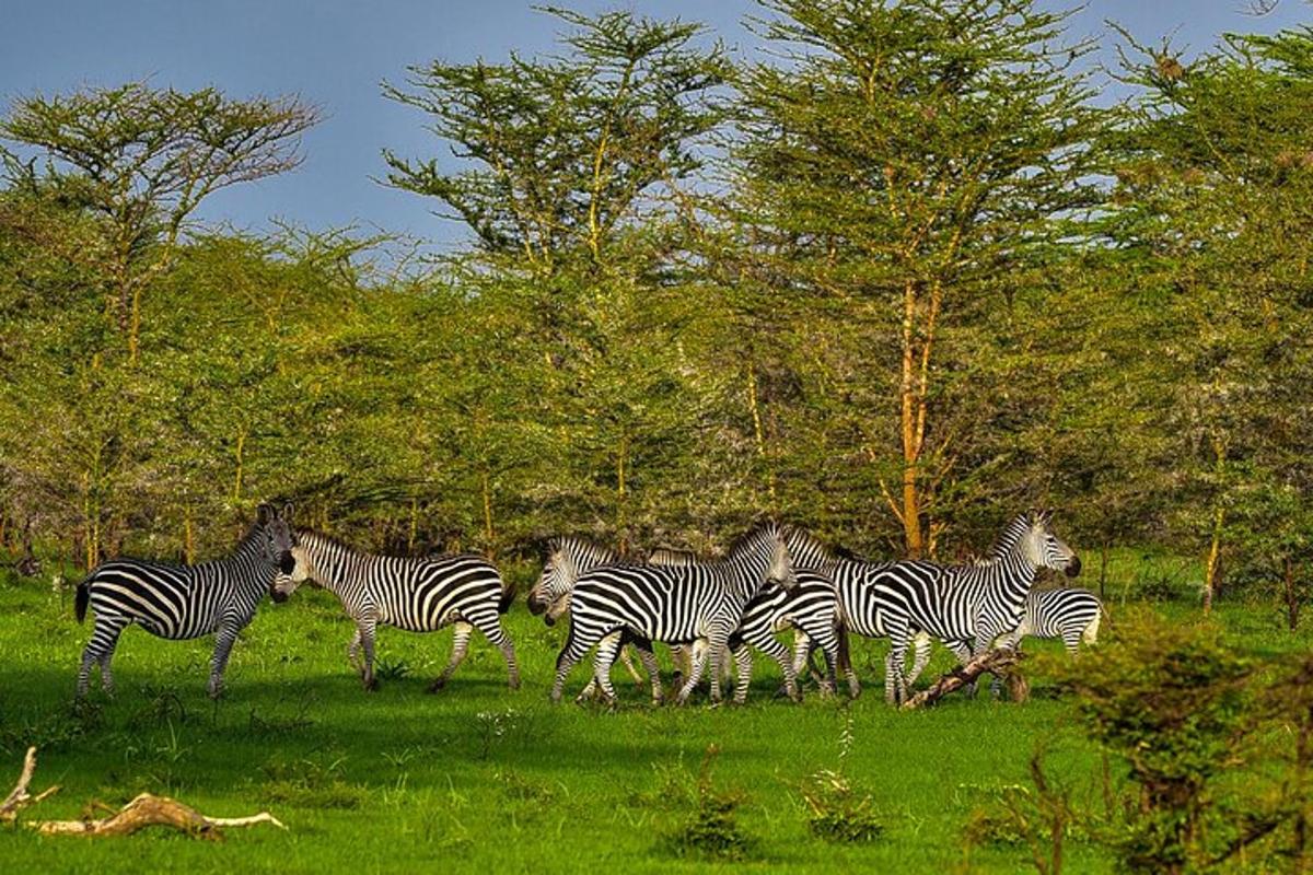 a herd of zebras walking in a field