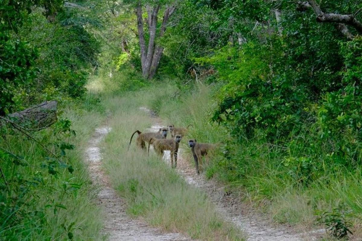 a group of animals walking down a dirt road