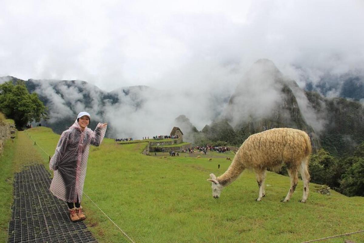 una dona dreta al costat d'una ovella en un camp