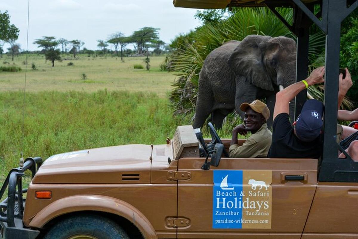 norsu seisoo safariauton takaosassa
