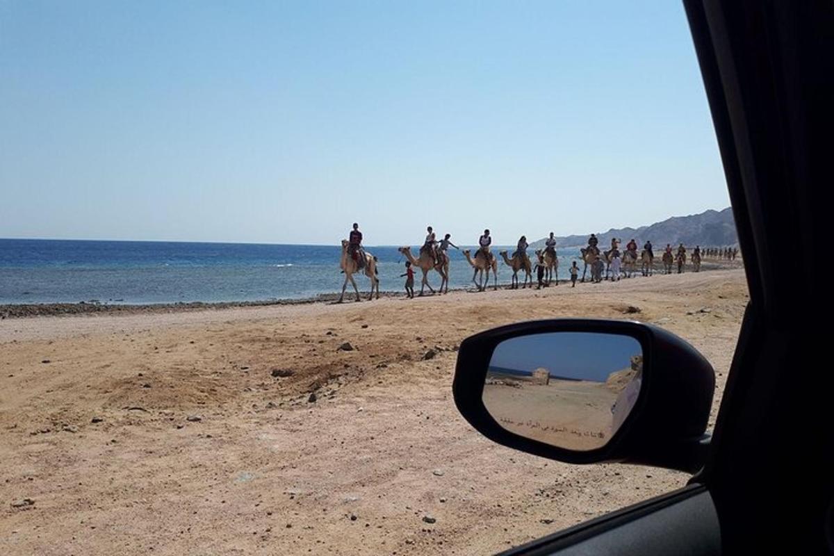 sahilde at sırtında gezen bir grup insan