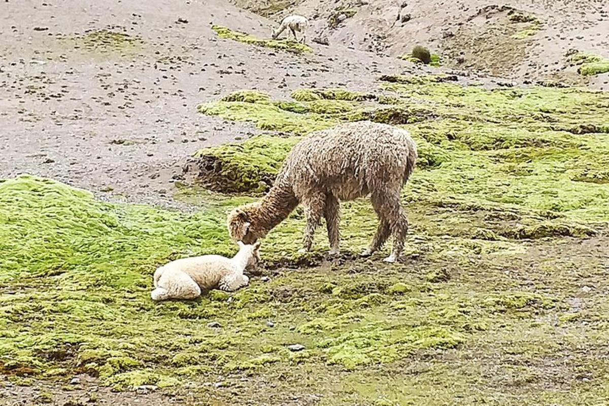 seekor biri-biri dan seekor anak kambing di atas bukit berumput
