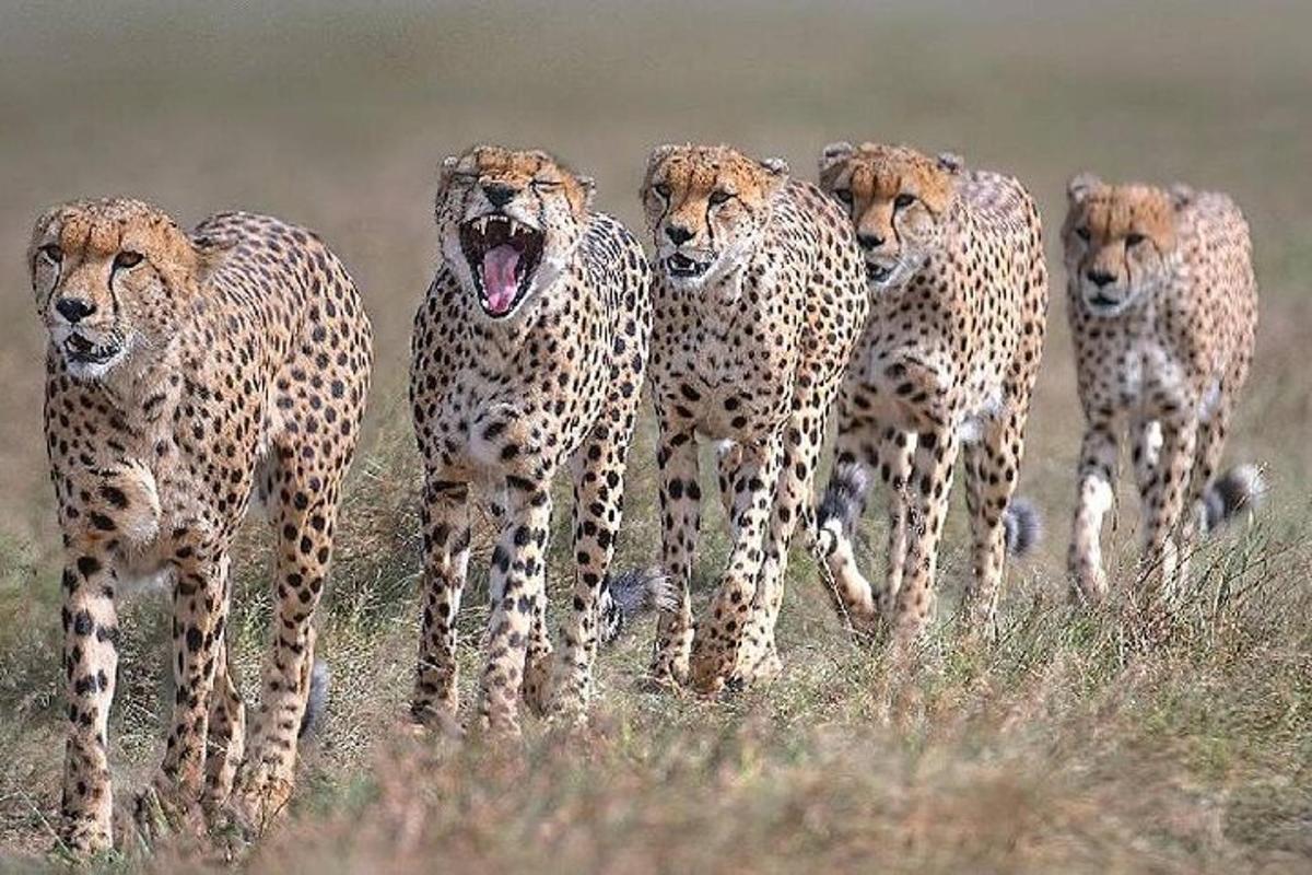 um grupo de chitas caminhando em um campo