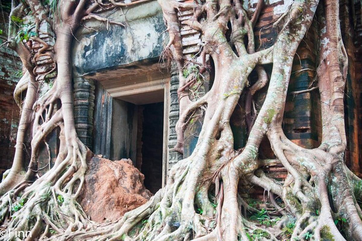 a tree engulfing the side of a building with its roots
