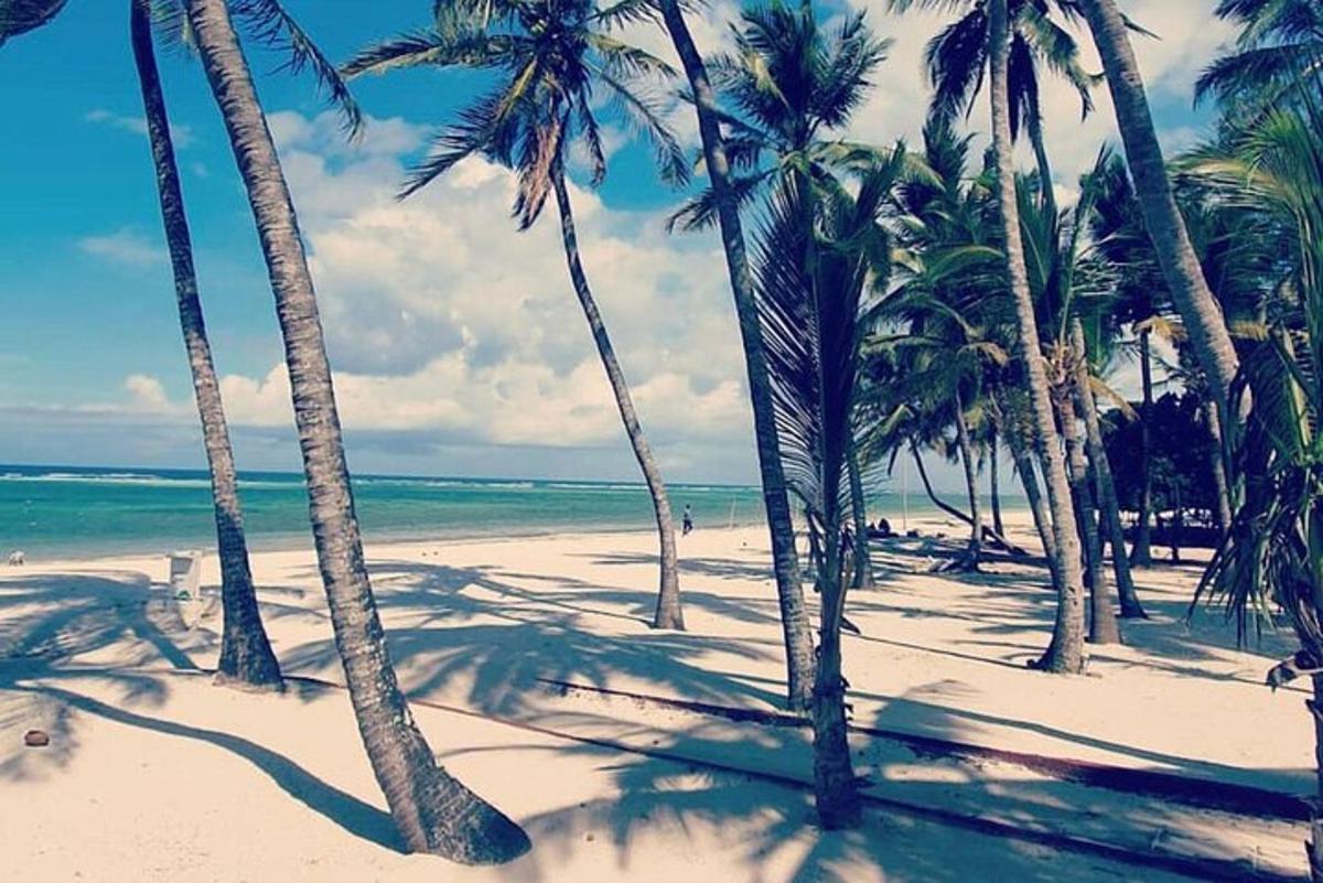a group of palm trees on a beach with the ocean