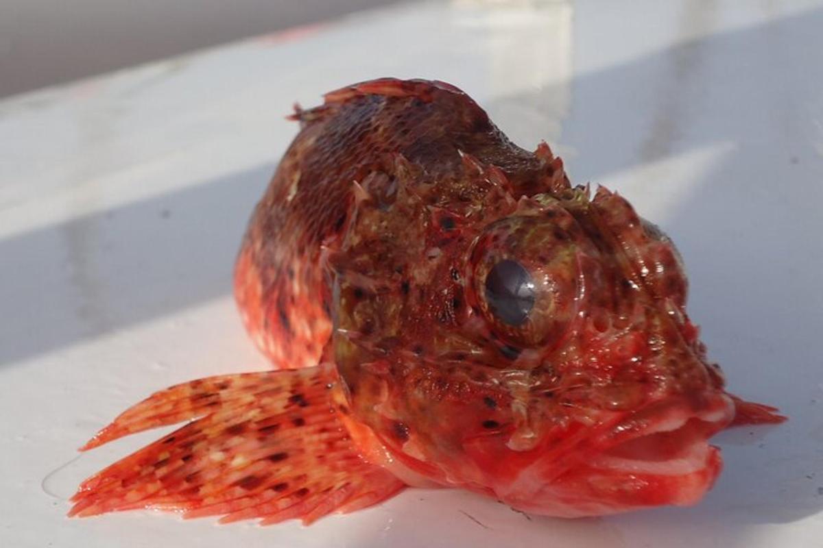 テーブルの上の白い皿の上の死んだ魚