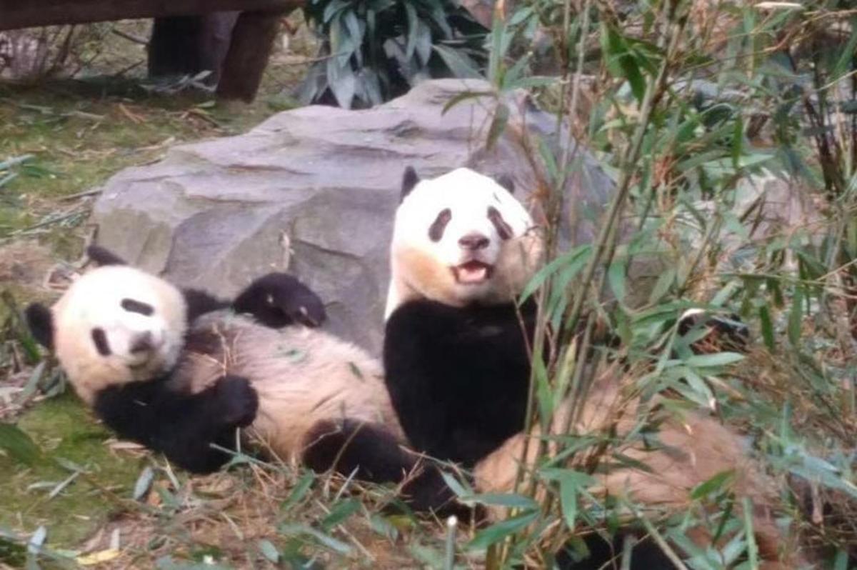drei Pandas sitzen auf dem Boden neben einem Felsen