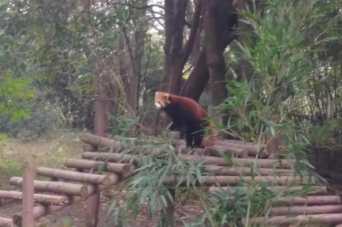 ein Braunbär, der auf Baumstämmen in einem Wald steht