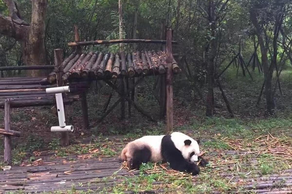 ein Pandabär, der im Gras neben einer Bank liegt