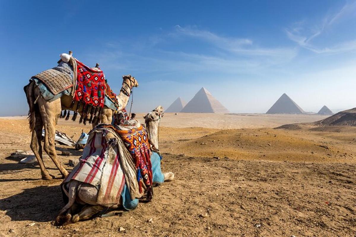 un chameau dans le désert avec des pyramides en arrière-plan