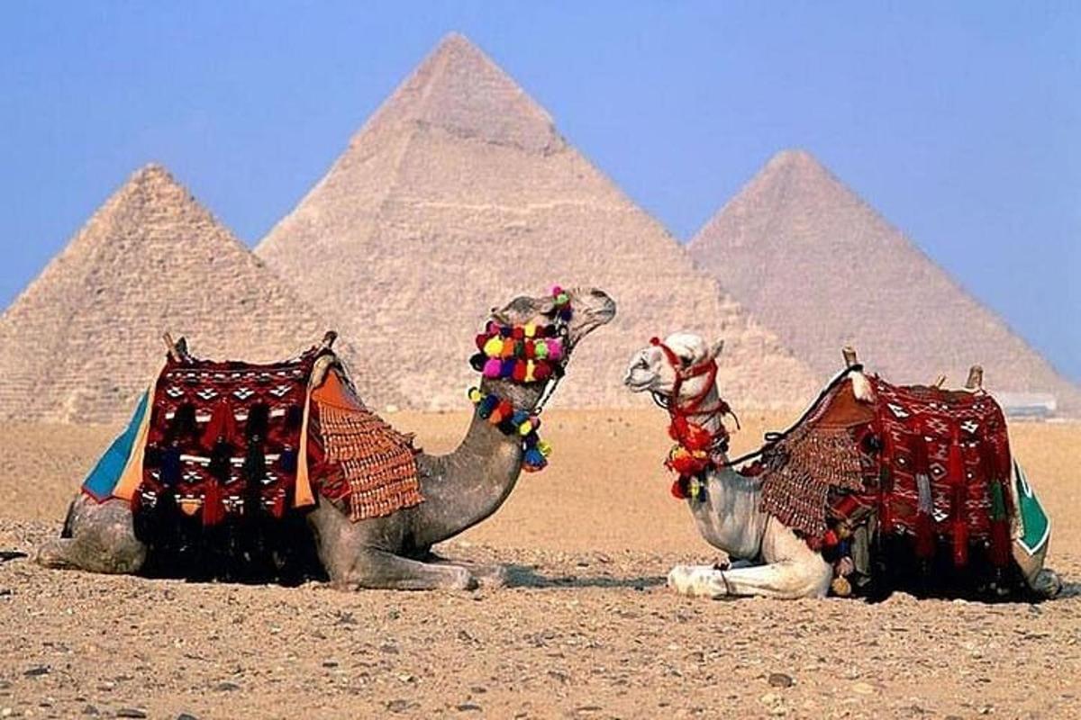 Dva velbloudi sedí před pyramidami