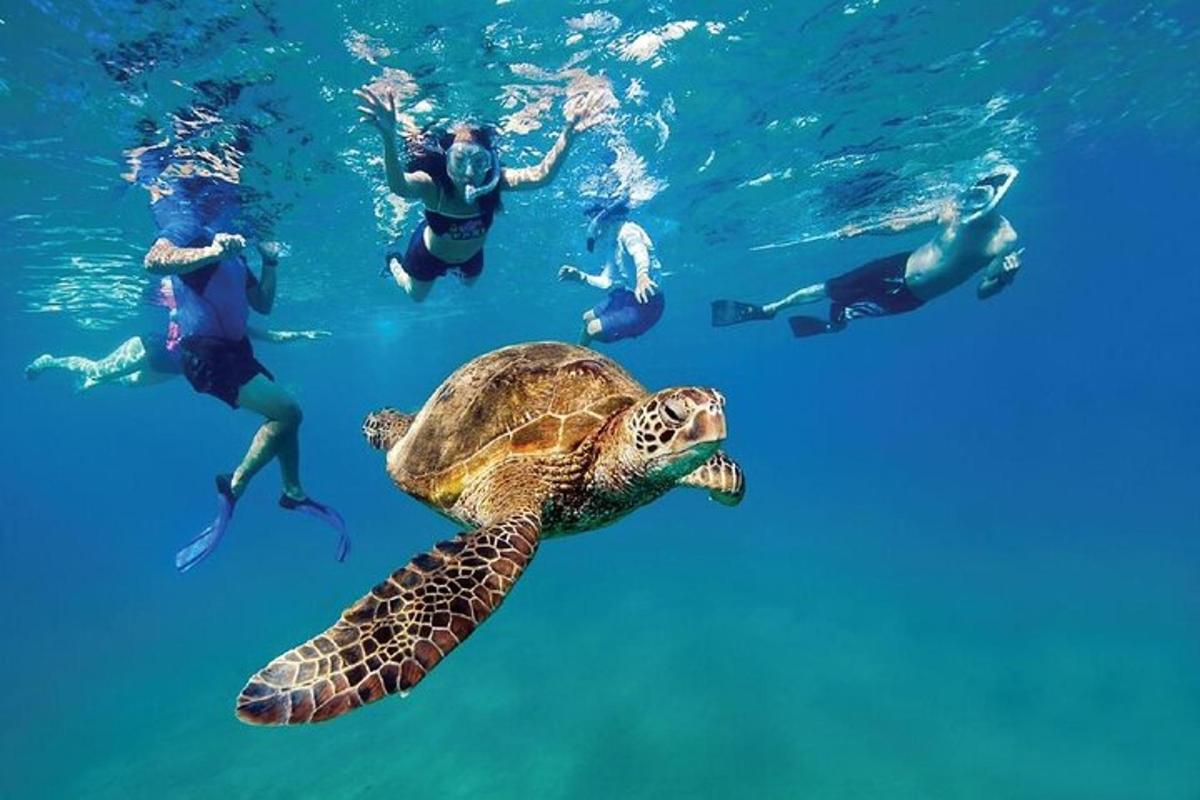 eine Gruppe von Menschen, die mit einer Schildkröte im Wasser schwimmen