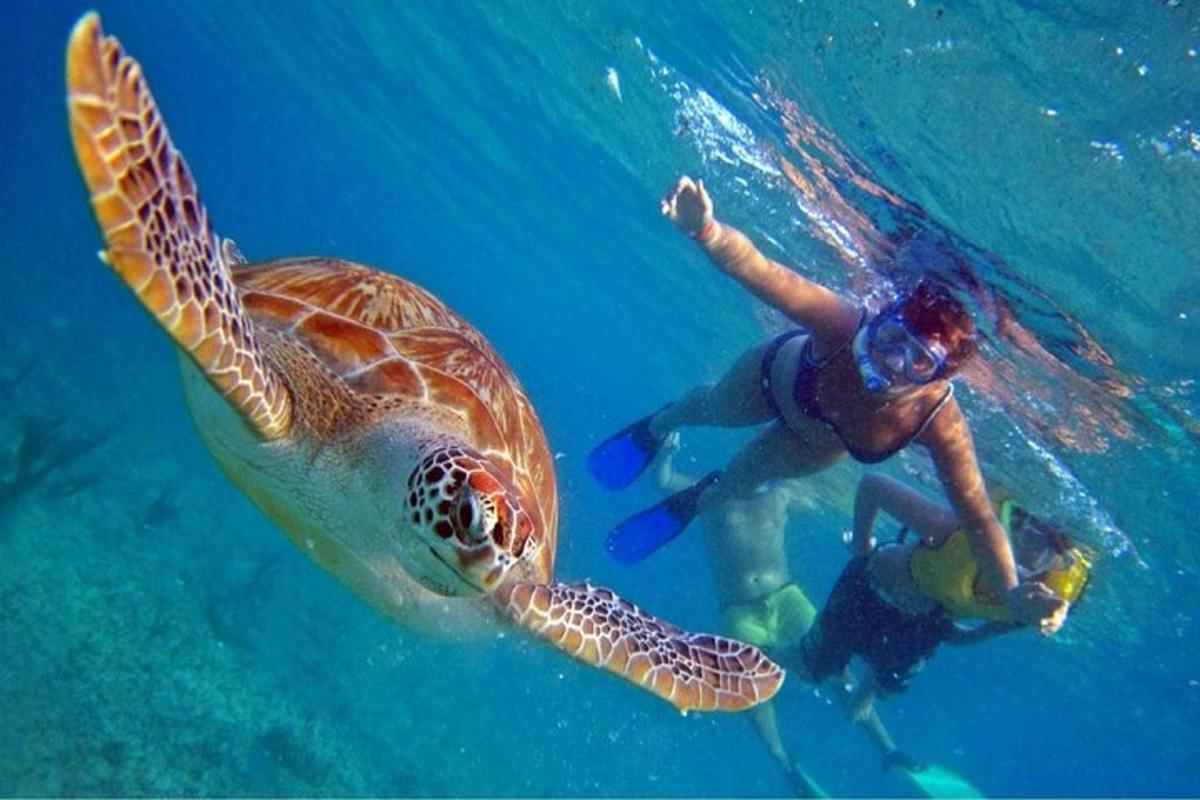 một người đàn ông và một con rùa đang bơi trong nước