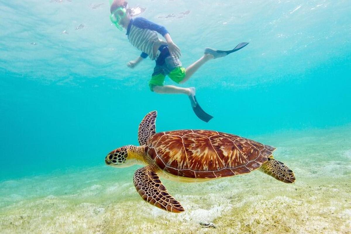 ein Mann, der neben einer Schildkröte im Meer schwimmt