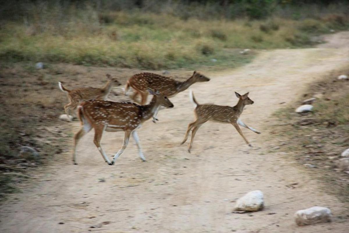 Fotografia da atração 5