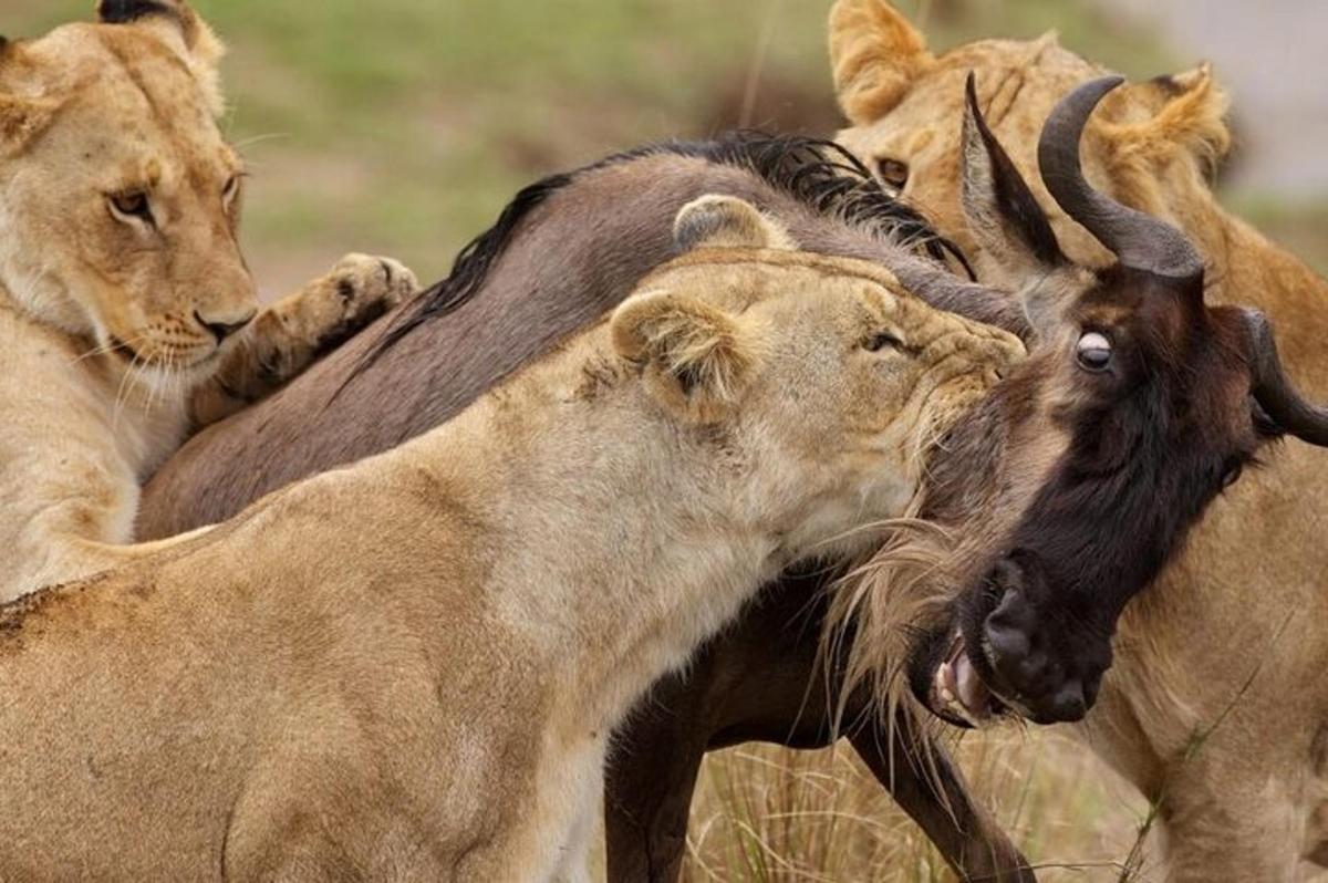 un grup de animale care se joacă unele cu altele