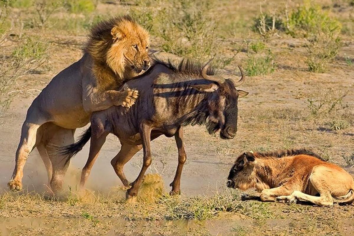 un leu luptându-se cu un gnu și un bivol