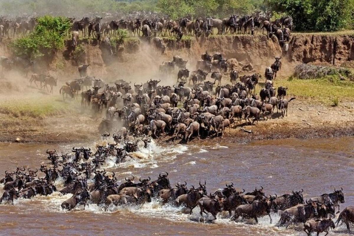 eine Herde wilder Tiere überquert einen Fluss