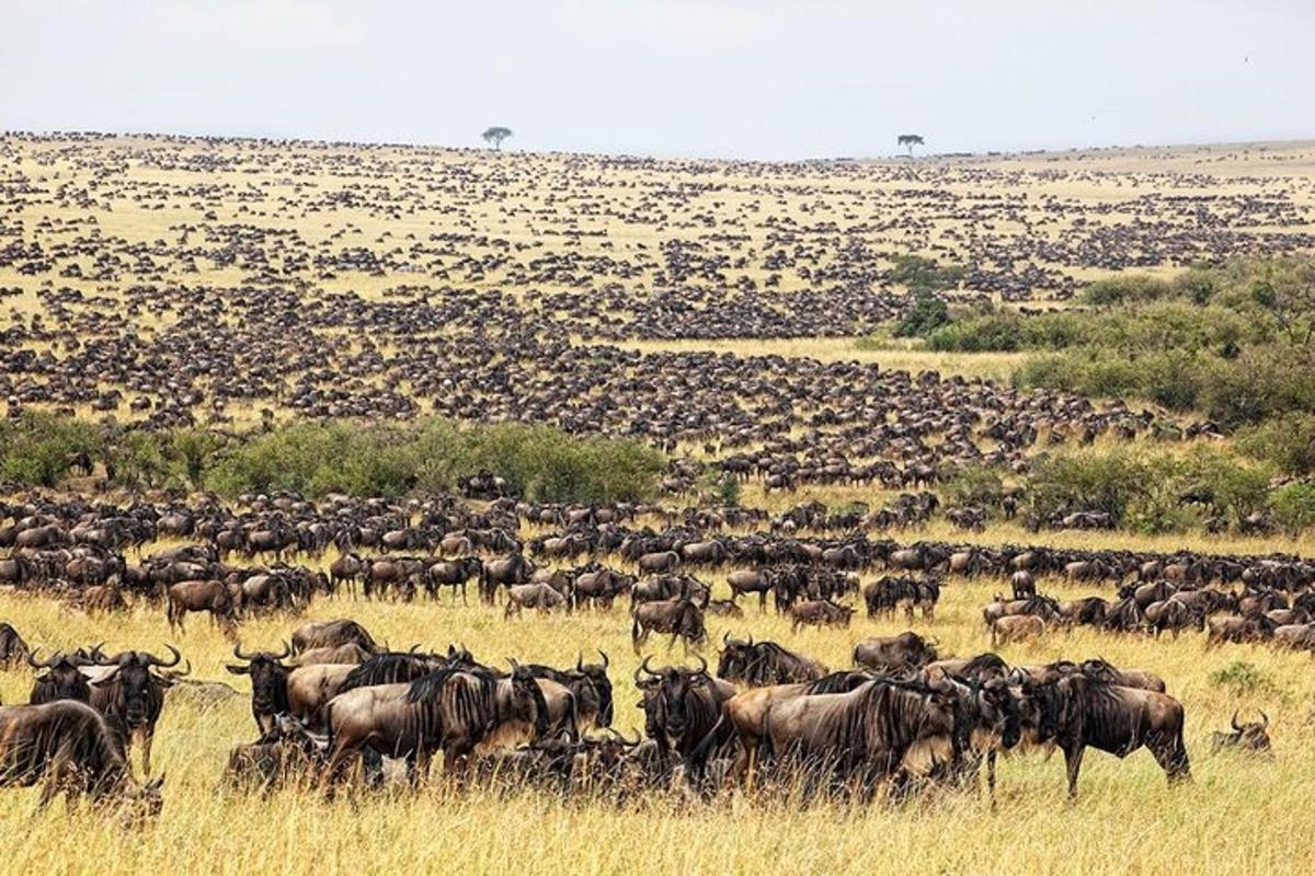 una grande mandria di animali in un campo