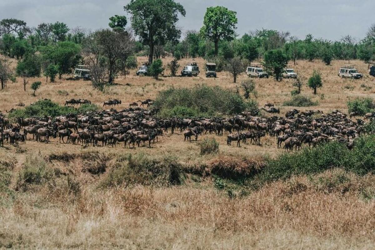 eine Herde Tiere steht auf einem Feld