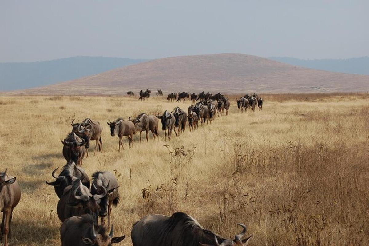 eine Herde Tiere, die über ein Feld laufen
