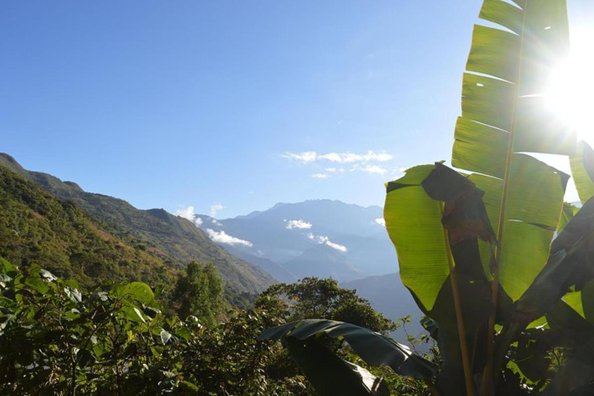 un banano con vista su una montagna