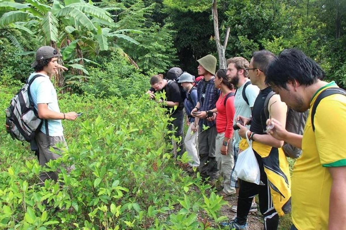 un gruppo di persone che osserva le piante in una foresta