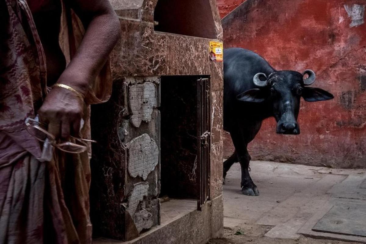 Una vaca negra con cuernos parada en una puerta