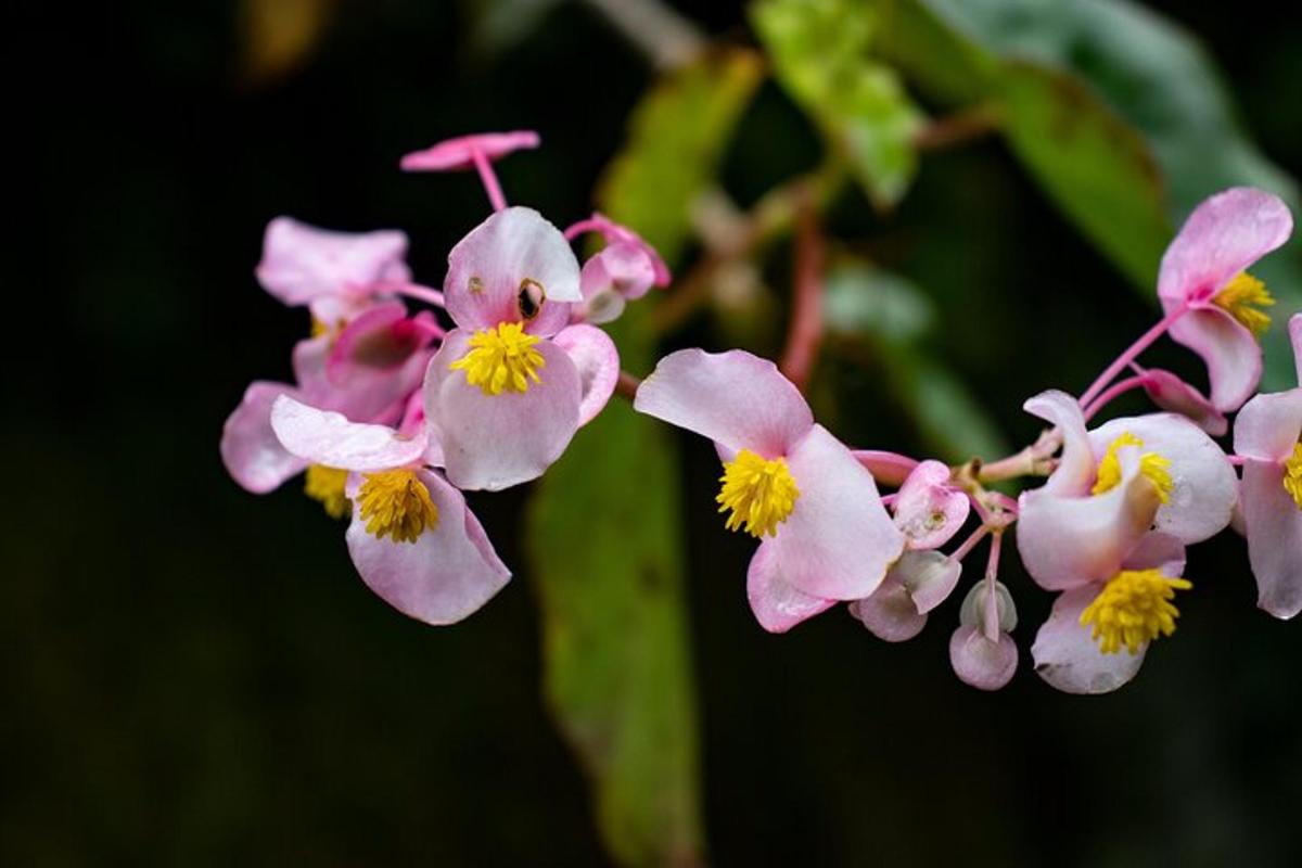 en buket lyserøde blomster på en gren