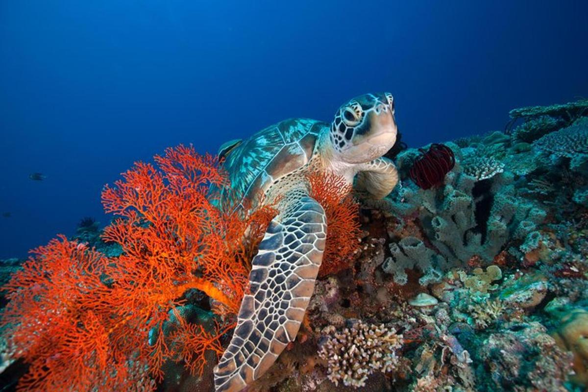 a sea turtle on a coral reef