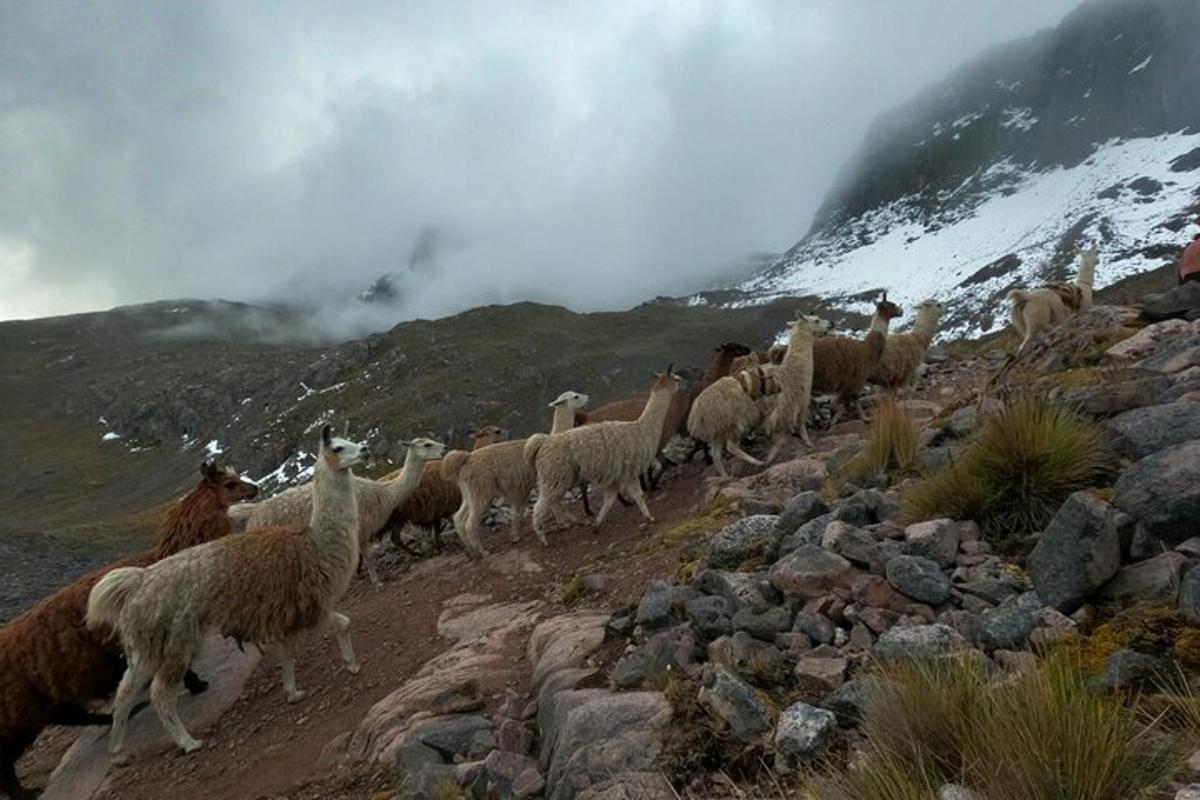 a herd of llamas walking on a rocky mountain