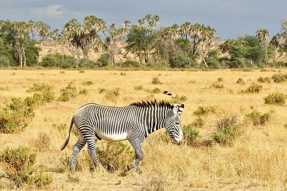 zebra procházející se polem suché trávy