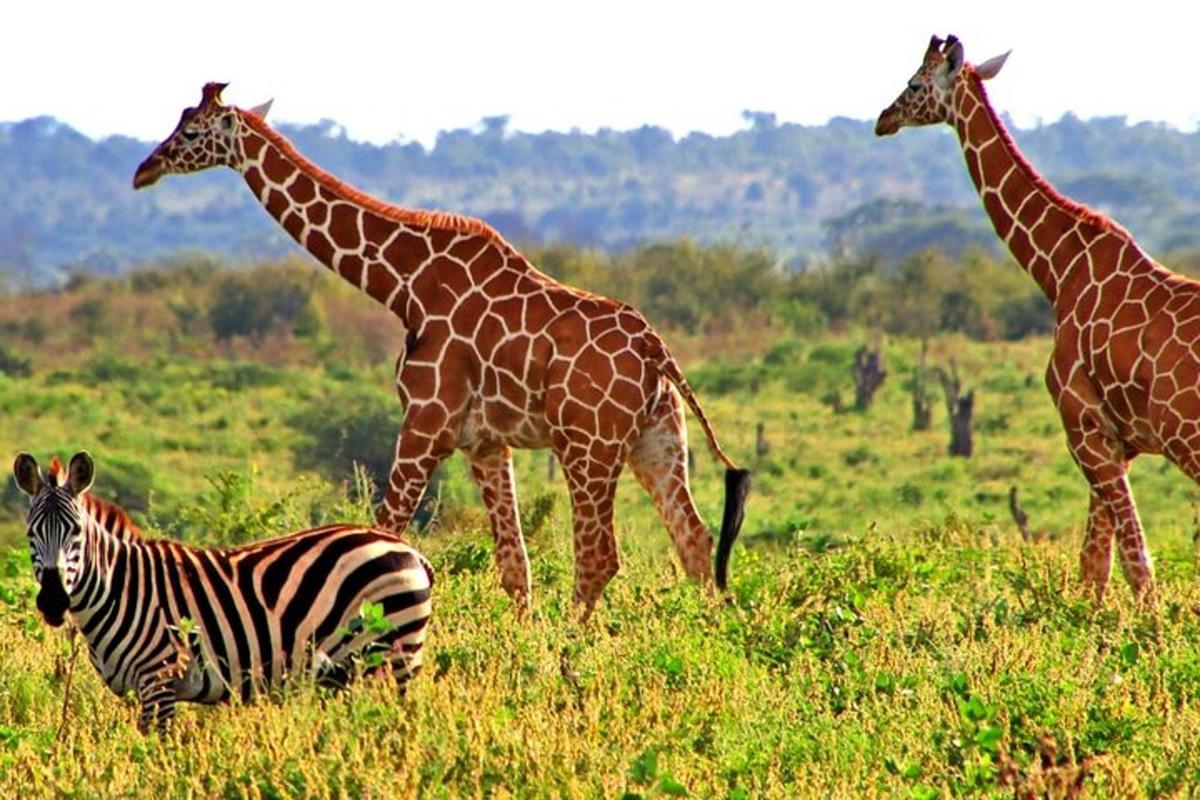 tři žirafy a zebra na poli