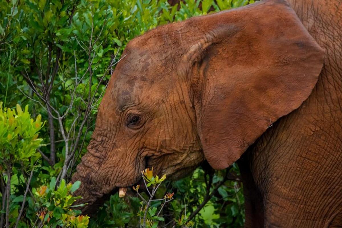 gambar dekat gajah berdiri di atas pokok