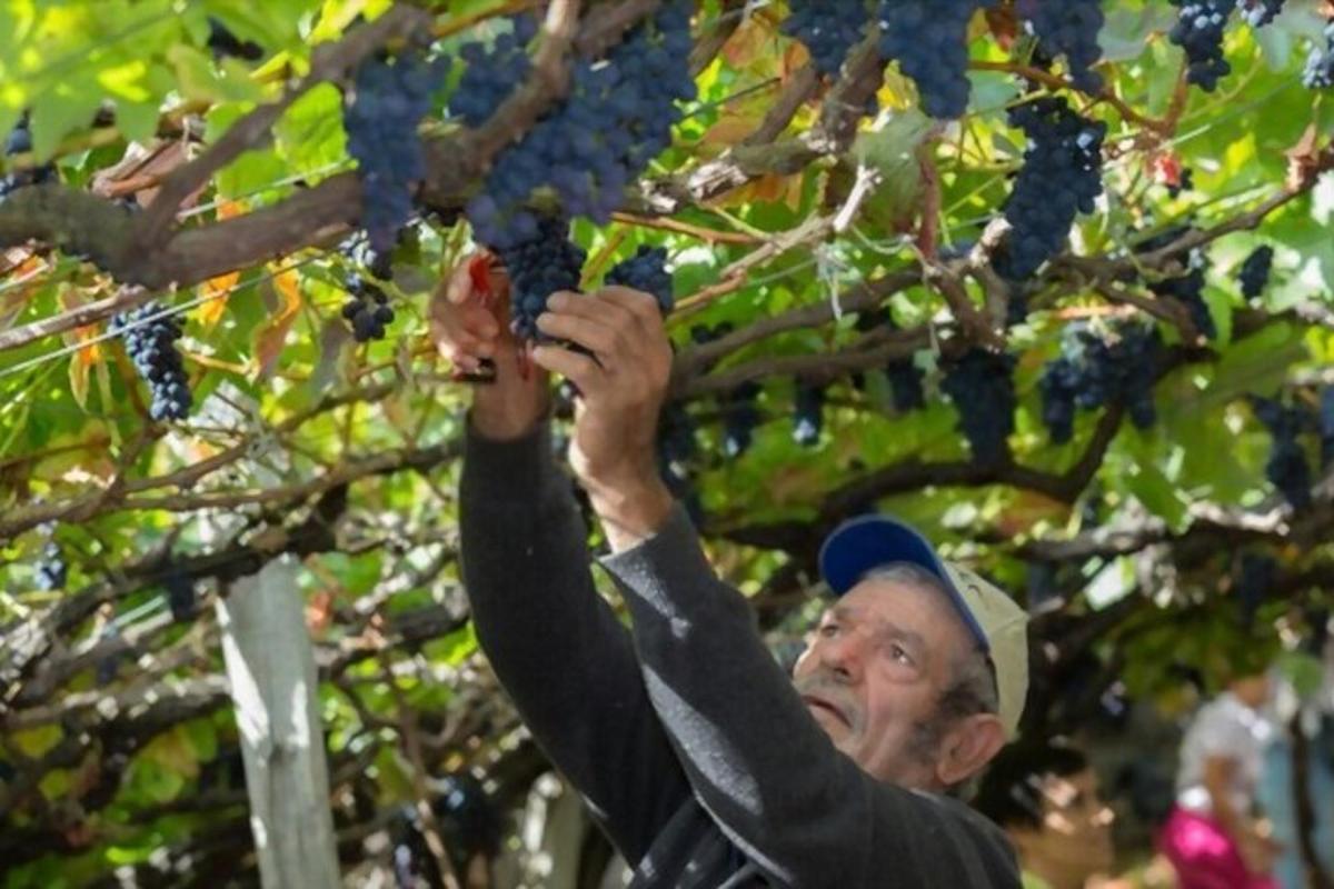 um homem está se levantando para colher uvas de uma árvore