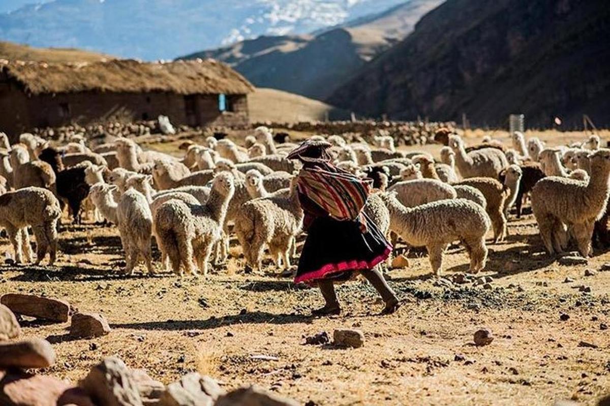 uma mulher em pé na frente de um rebanho de ovelhas