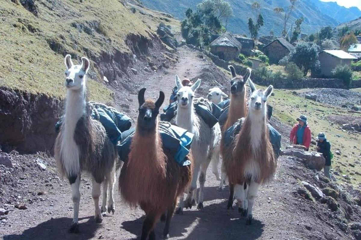 sekumpulan kambing berjalan di jalan tanah