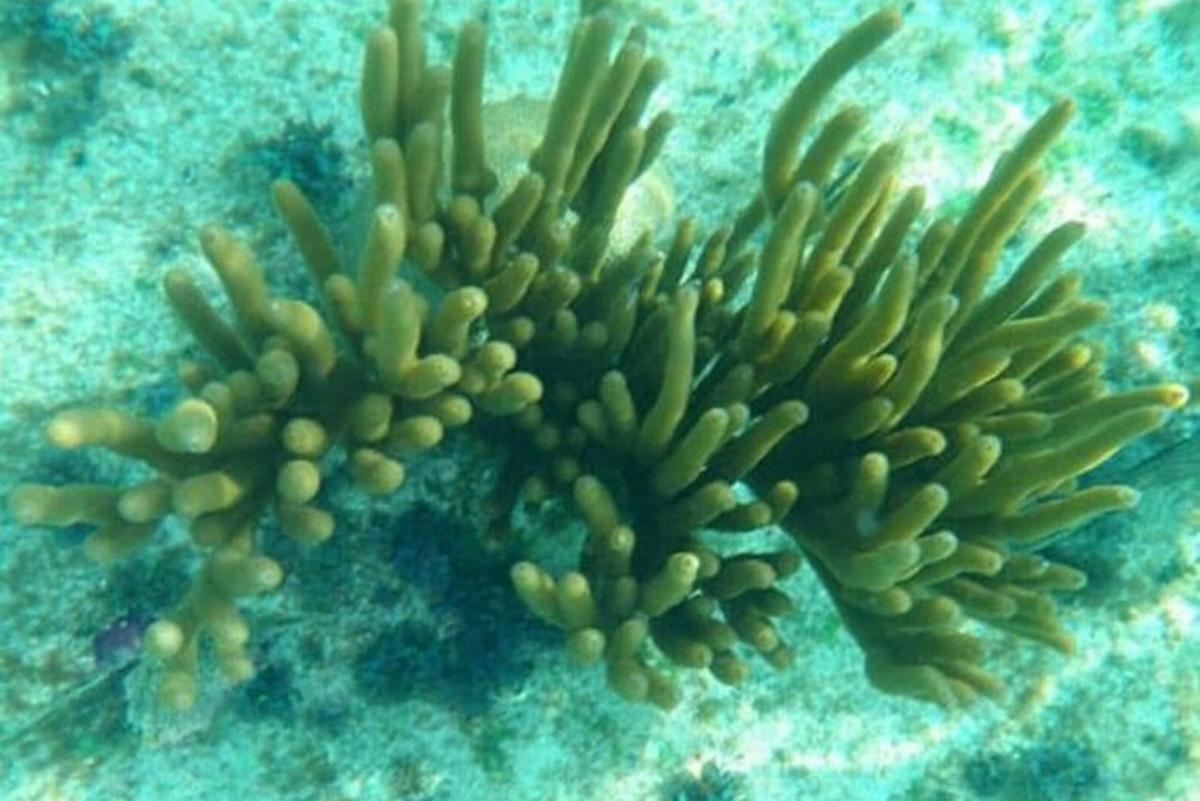 a couple of green plants in the water