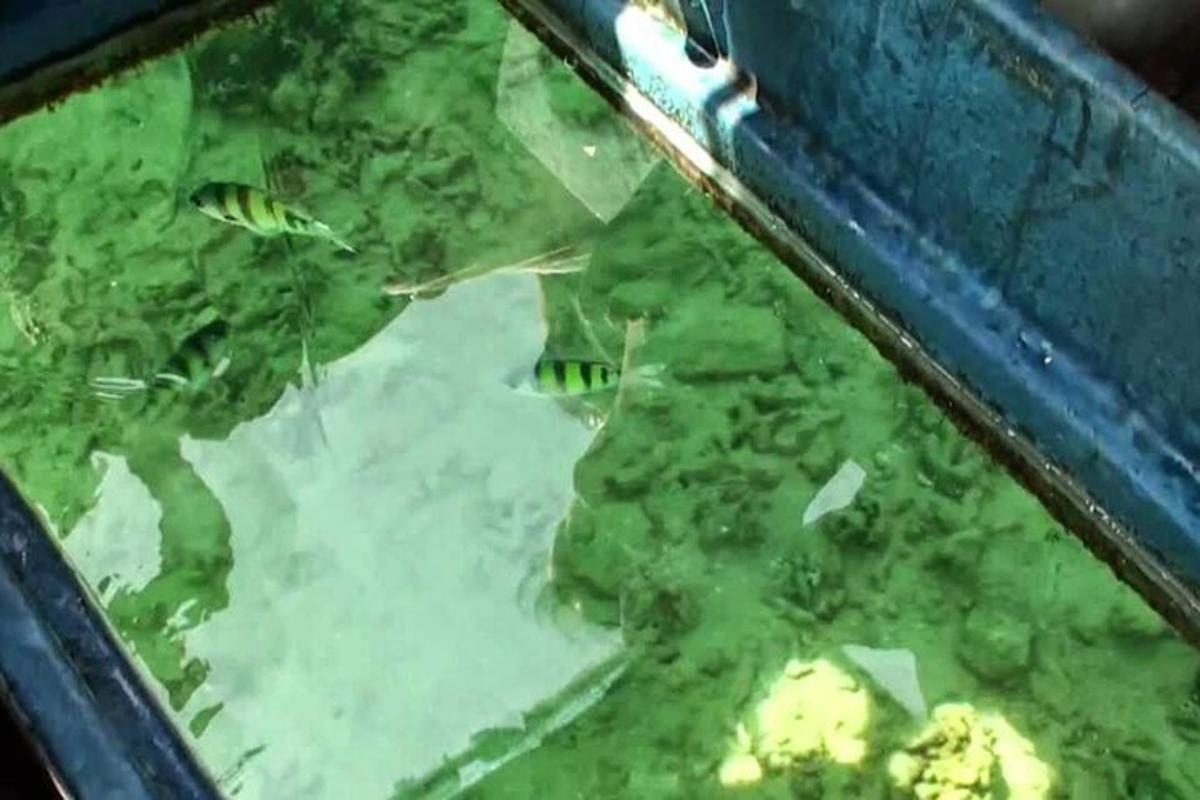 un grupo de peces nadando en un tanque