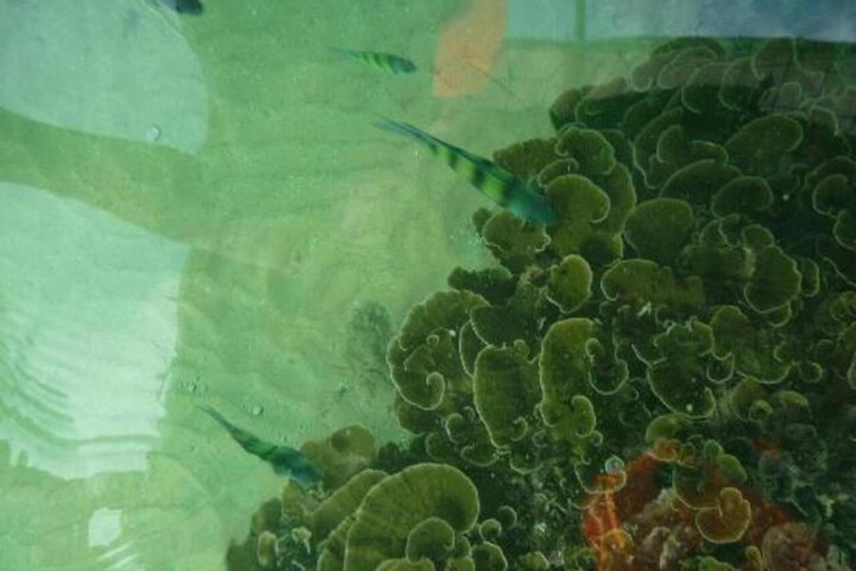 a group of fish swimming in a coral reef