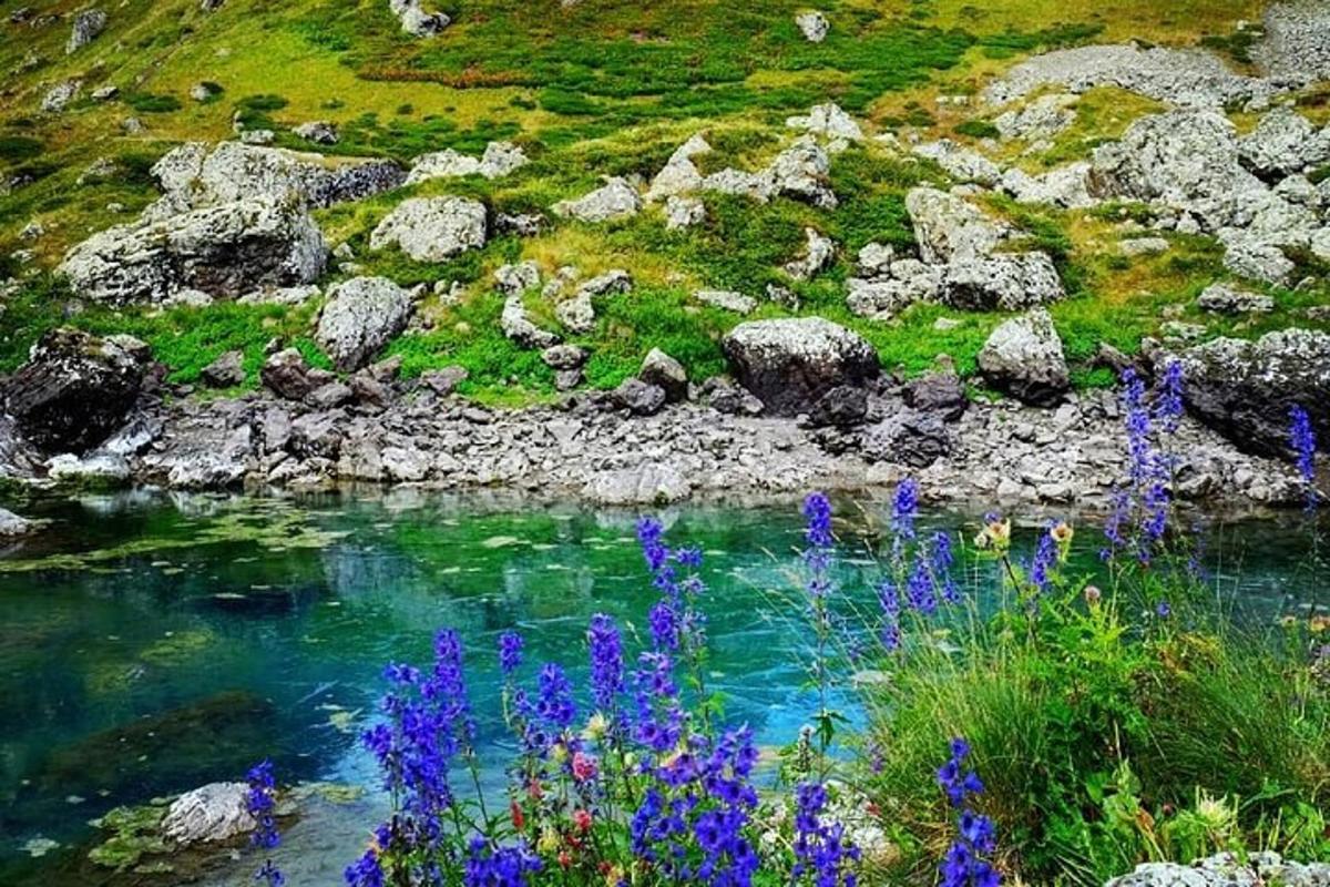un fiume con fiori blu, rocce ed erba