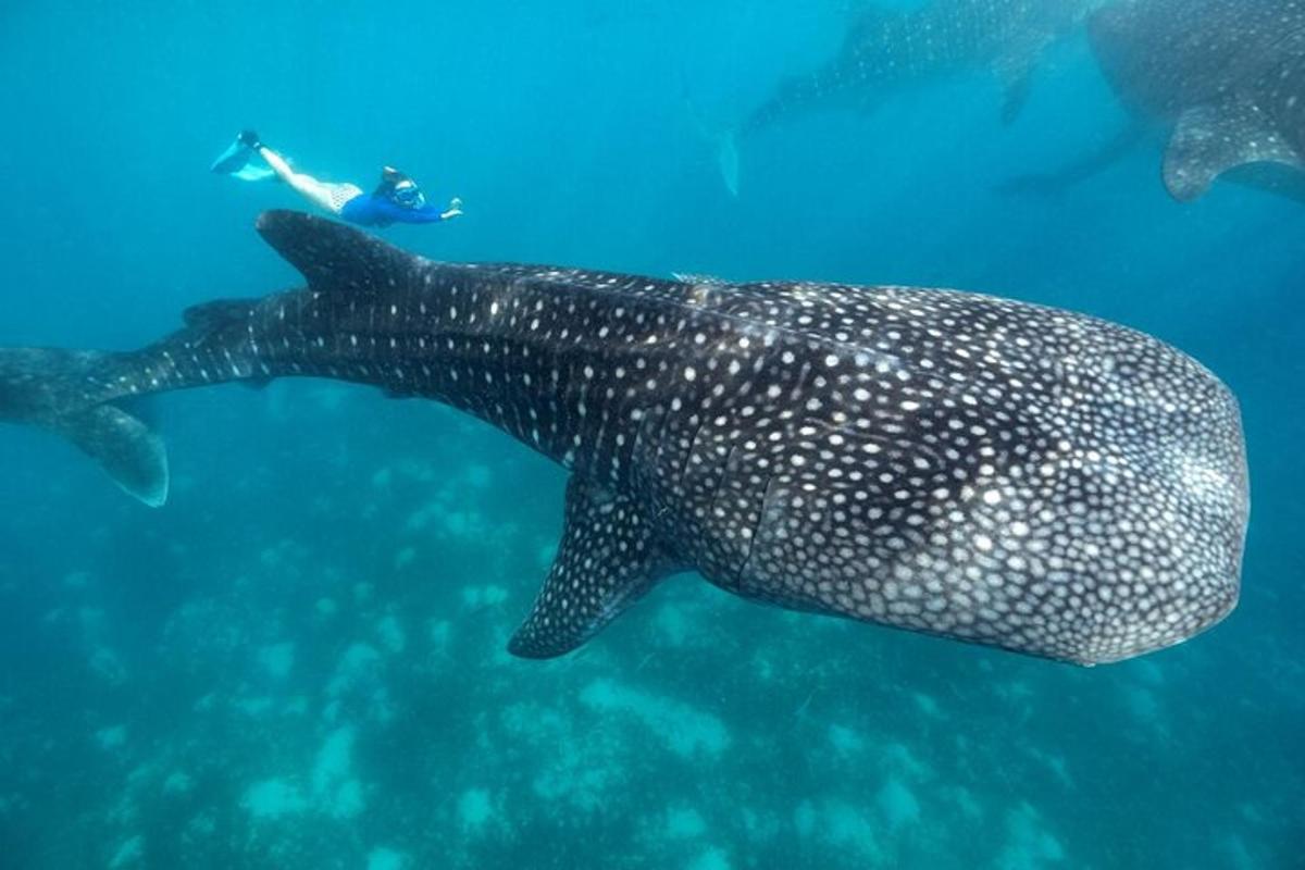 isang taong lumalangoy sa tabi ng isang whale shark sa karagatan
