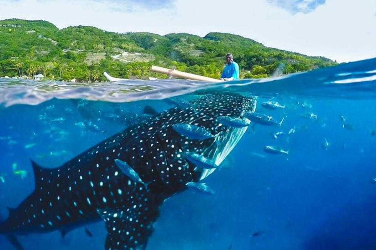 isang tao sa isang bangka na may whale shark sa karagatan